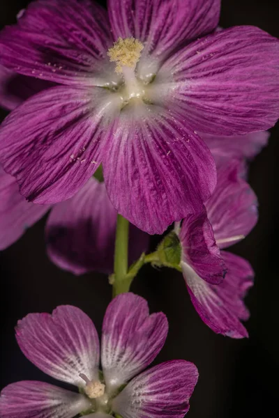 Flower Priscilla Hollyhock Sidalcea Hybrida — Stock Photo, Image