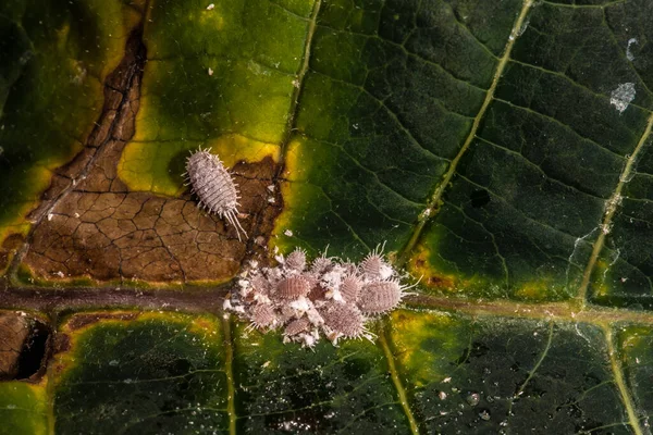 Uzunkuyruklu Mealybug (muhtemelen Pseudococcus longispinus)