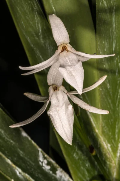 Květina Jumella Orchidej Jumellea Sagittata — Stock fotografie
