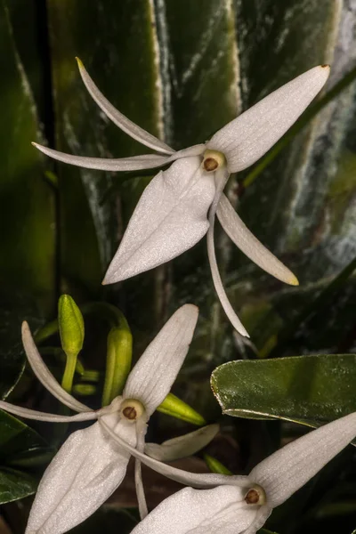 Άνθος Της Jumella Orchid Jumellea Sagittata — Φωτογραφία Αρχείου