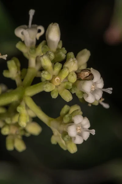 Άνθος Άγριου Καφέ Psychotria Viridis — Φωτογραφία Αρχείου