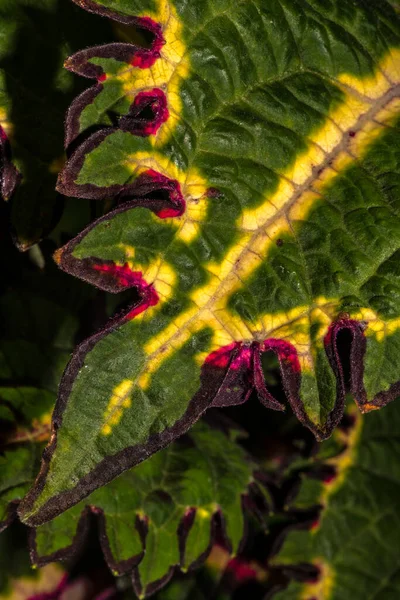 Λεπτομέρειες Ενός Φύλλου Coleus Plectranthus Scutellarioides — Φωτογραφία Αρχείου