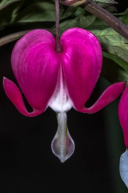 Kanayan kalp (Lamprocapnos spectabilis)