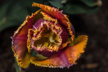 Kıllı Kırmızı Turuncu Lale Çiçeği