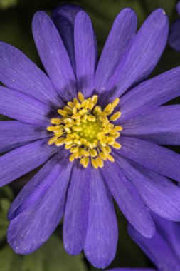 Yunan Windflower, Yeşil Anemone (Anemone blanda)