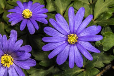 Yunan Windflower, Yeşil Anemone (Anemone blanda)