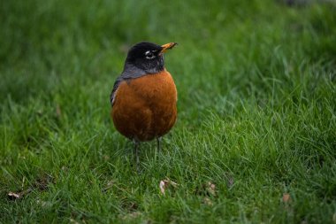 Amerikalı Robin (turdus migratorius)