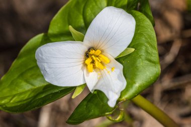 Beyaz Trillium (Trillium ovatum) Çiçek