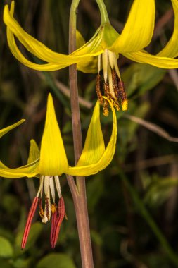 Sarı çığ zambağı (Erythronium grandiflorum)