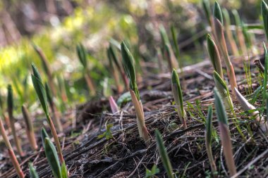 Ortaya çıkan Küçük Sahte Süleyman Mührü (Maianthemum stellatum))