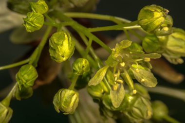 Norveç Akçaağaç Çiçekleri (Acer platanoides)