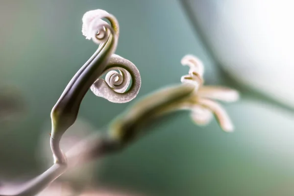 Квіти Зебри Хавартії Haworia Fasciata — стокове фото