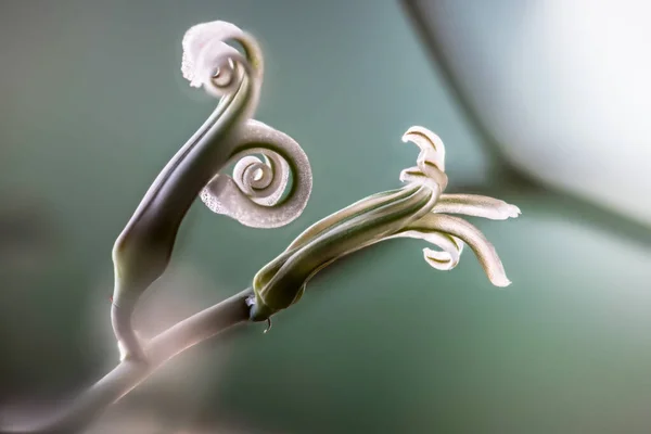 Квіти Зебри Хавартії Haworia Fasciata — стокове фото