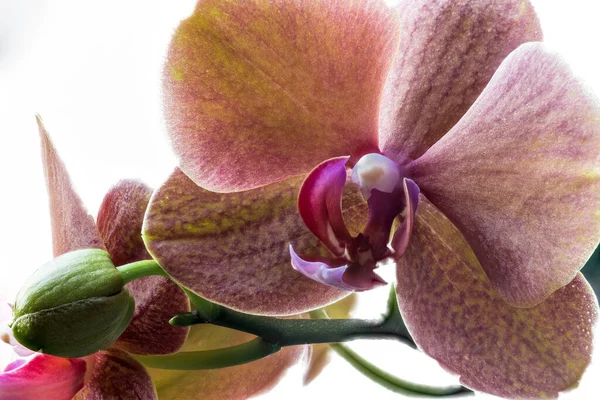 Flor Uma Orquídea Traça Phalaenopsis Spec — Fotografia de Stock