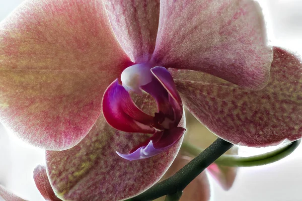 Flor Uma Orquídea Traça Phalaenopsis Spec — Fotografia de Stock