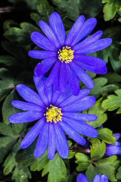 Grecki Windflower Zielony Anemon Anemone Blanda — Zdjęcie stockowe