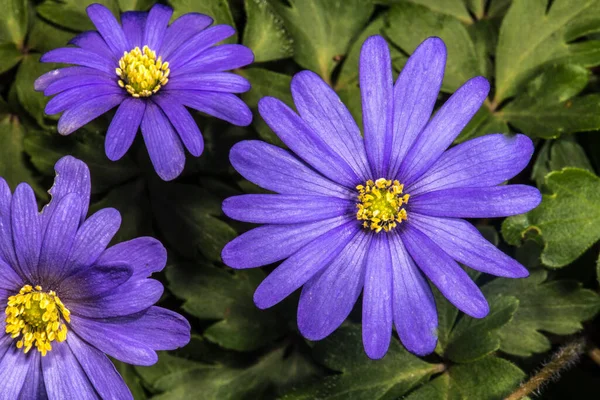 Grecian Windflower Green Anemone Anemone Blanda — Stock Photo, Image