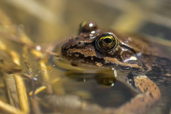 초점을 개구리 라나루 — 스톡 사진