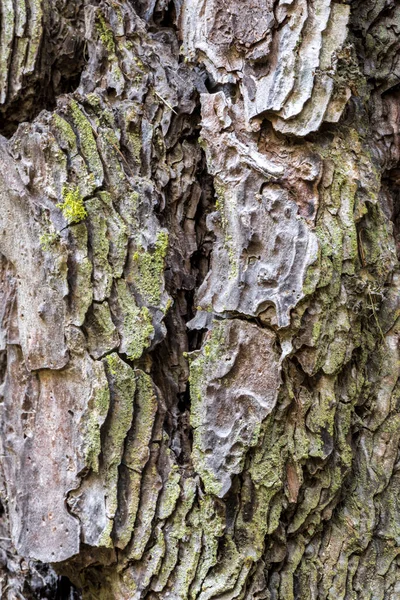 Kora Sosny Pinus Ponderosa — Zdjęcie stockowe
