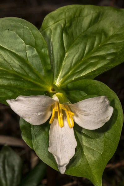 Trillium Branco Trillium Ovatum Flor — Fotografia de Stock