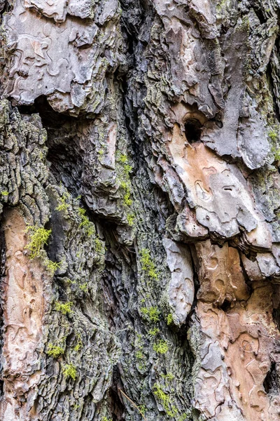 Ponderosa Pine Bark Pinus Ponderosa — 스톡 사진