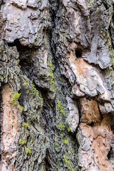 Кора Сосны Pinus Pondero — стоковое фото