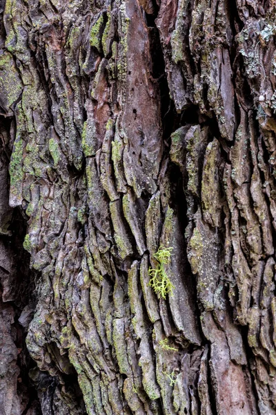 Ponderosa Dennenschors Pinus Ponderosa — Stockfoto