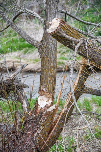 Tree Damage Beaver Castor Canadensis — Stock Photo, Image