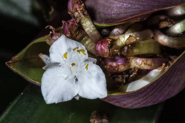 Floarea Boatlily Sau Moise Leagăn Tradescantia Spathacea — Fotografie, imagine de stoc