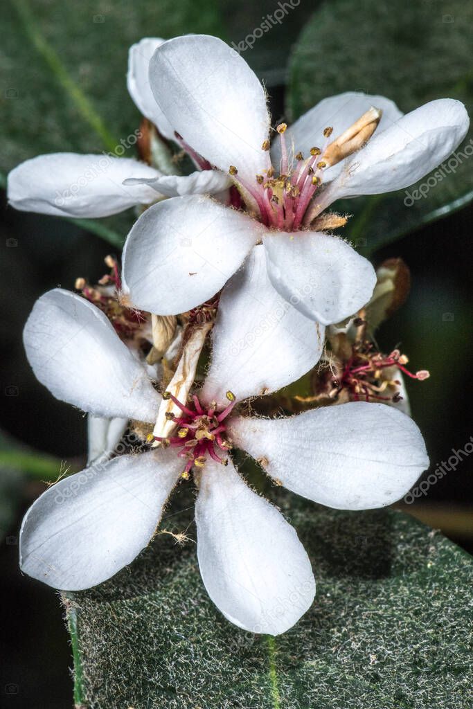 Flowers of Yeddo Hawthorne (Rhaphiolepsis umbellata)