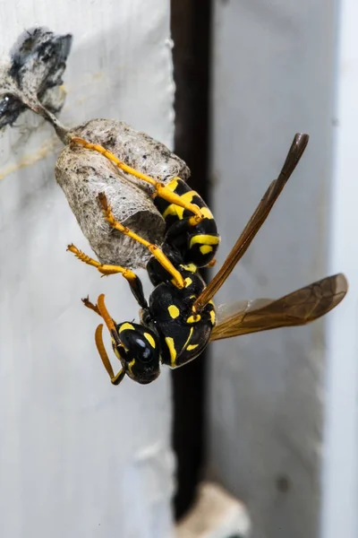 Goldpapierwespe Polistes Fuscatus Auf Starternest — Stockfoto