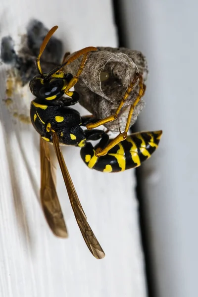 Goldpapierwespe Polistes Fuscatus Auf Starternest — Stockfoto