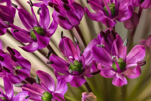 Virág Lila Díszhagyma Allium Spec — Stock Fotó