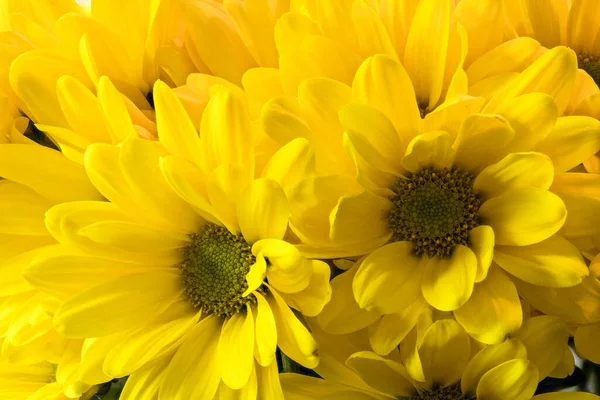 Parlak ve Sarı Ayçiçeği Çiçeği