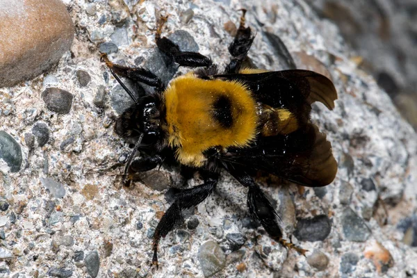 Hummel Wahrscheinlich Nevada Bumblebee Bombus Nevadensis — Stockfoto
