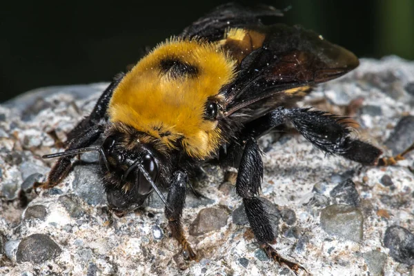 Bumblebee Provavelmente Nevada Bumblebee Bombus Nevadensis — Fotografia de Stock