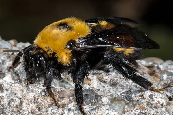 Űrdongó Valószínűleg Nevada Űrdongó Bombus Nevadensis — Stock Fotó