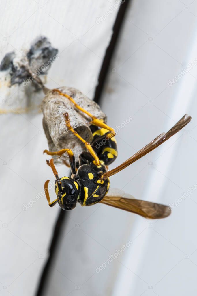 Golden Paper Wasp (Polistes fuscatus) on Starter Nest