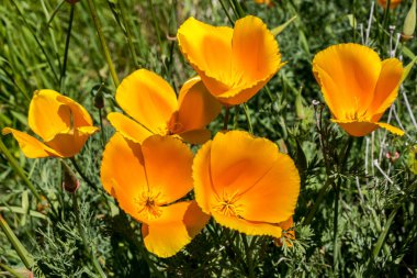 Kaliforniya gelinciği (Escholzia calizina)