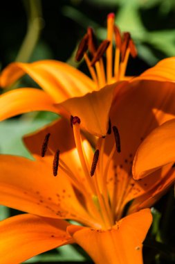 Turuncu Lily Çiçeği (Lilium bulbiferum)