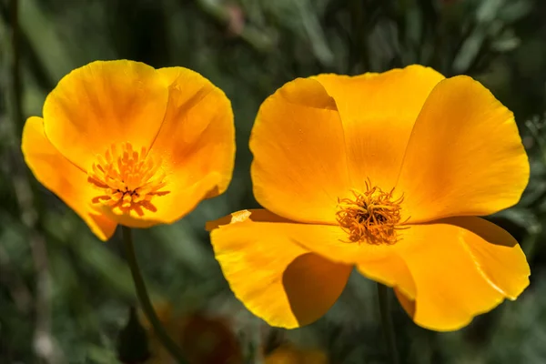 California Poppy Eschscholzia Californica — 스톡 사진