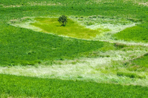 Einsamer Baum Auf Den Feldern — Stockfoto