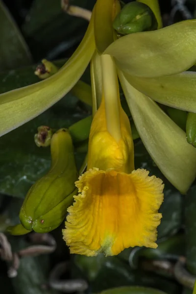 Vanille Orchid Flower Vanilla Planifolia — стокове фото