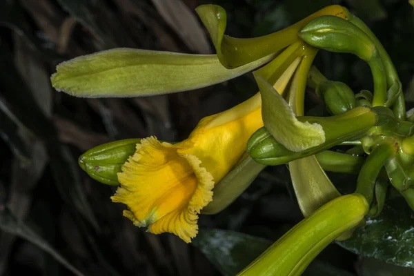 Vanille Orchid Flower Vanilla Planifolia — стокове фото