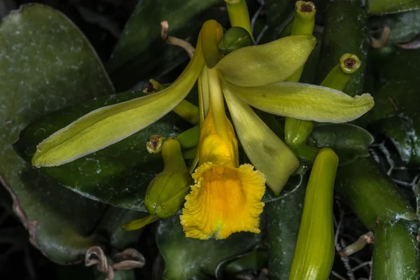 Vanille Orchid Flower Vanilla Planifolia — стокове фото