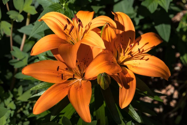 Turuncu Lily Çiçeği Lilium Bulbiferum — Stok fotoğraf