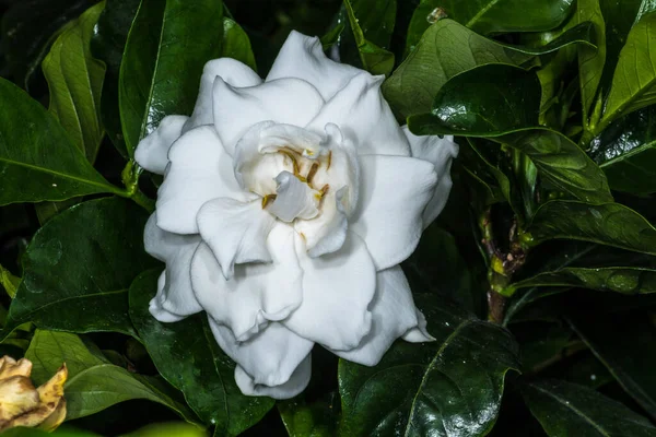 Flower of Cape Jasmine (Gardenia jasminoides)