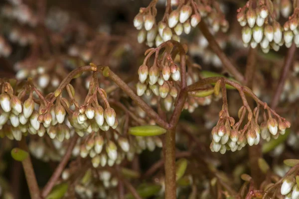 Flowers White Stonecrop Άλμπουμ Sedum — Φωτογραφία Αρχείου