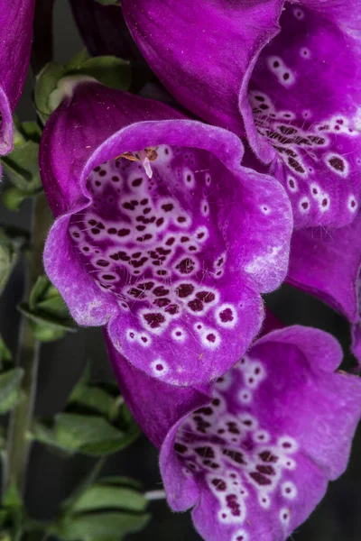 Flores Luva Raposa Roxa Digitalis Purpurea — Fotografia de Stock