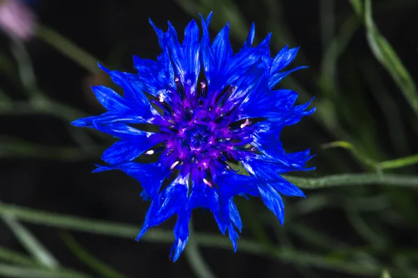 Flor Milho Botão Solteiro Centaurea Cyanus — Fotografia de Stock